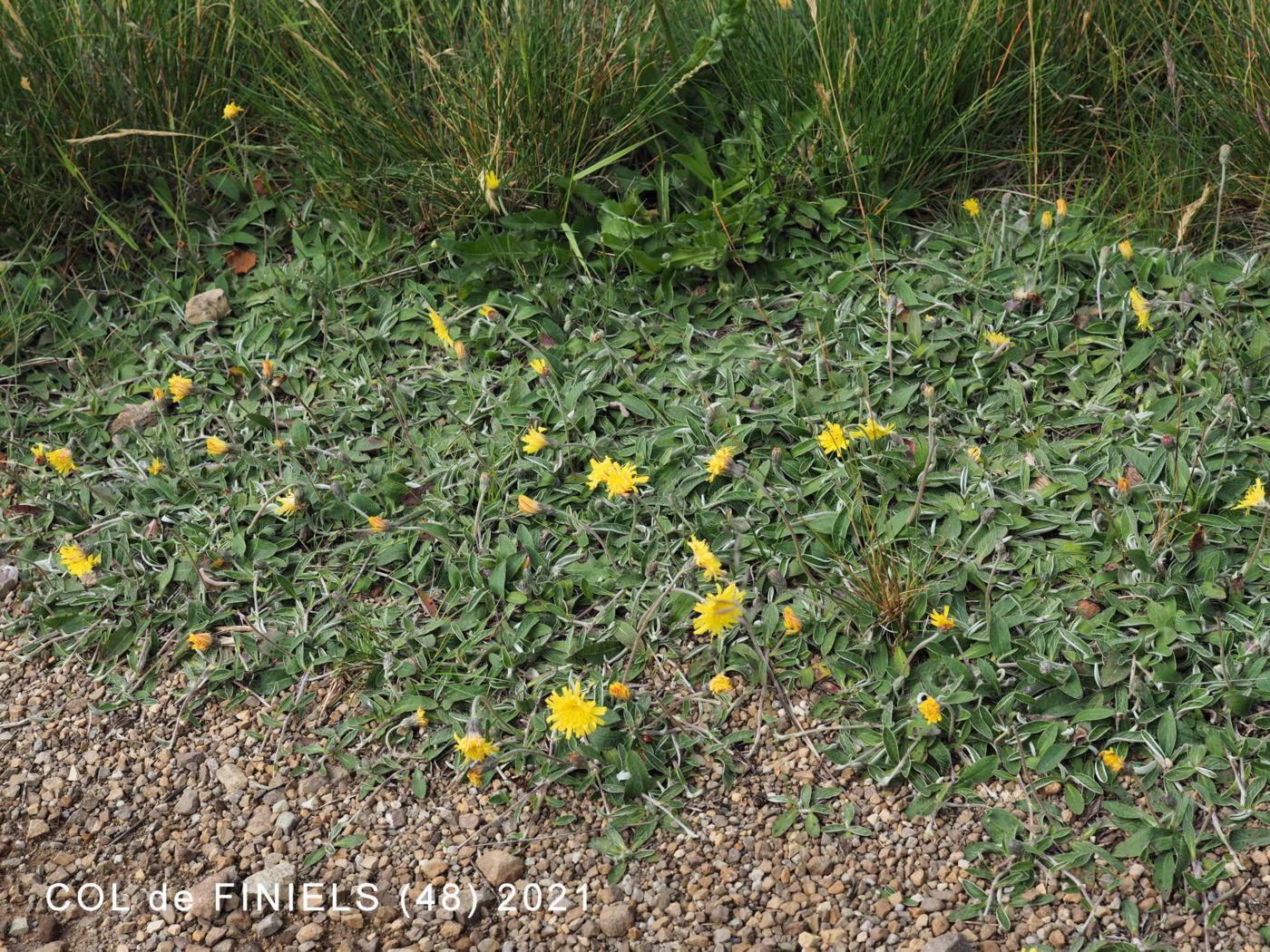 Hawkweed, Mouse-ear plant